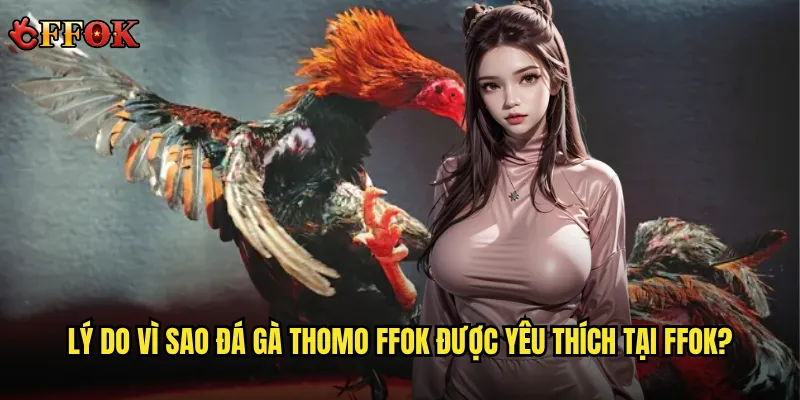 Lý do vì sao đá gà Thomo ffok được yêu thích tại ffok?